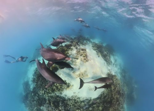 VIP Dolphin Dreams Tour in Hurghada